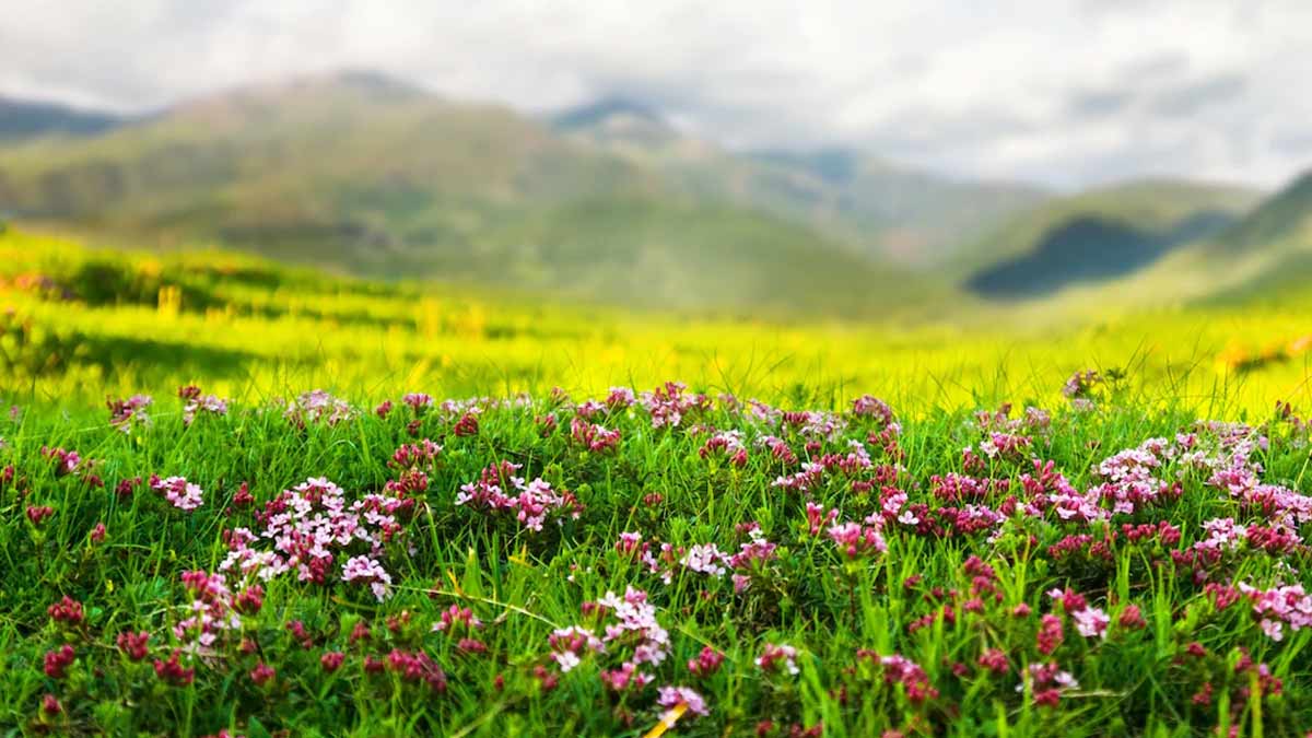 Valley of Flowers Online Registration1