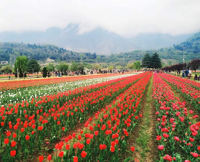 Valley of Flowers RegistrationSS