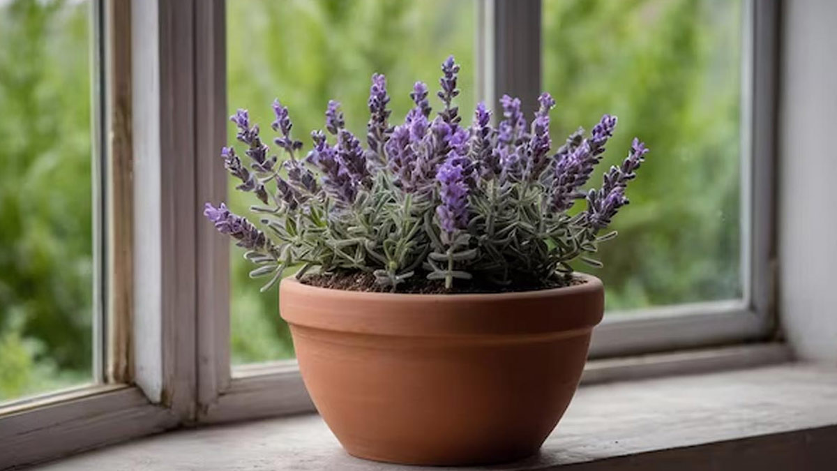 lavender plant for pigeons