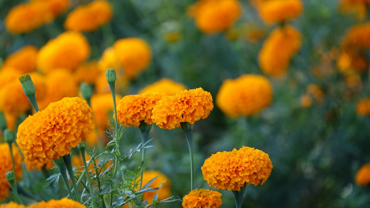 marigold plant for pigeons