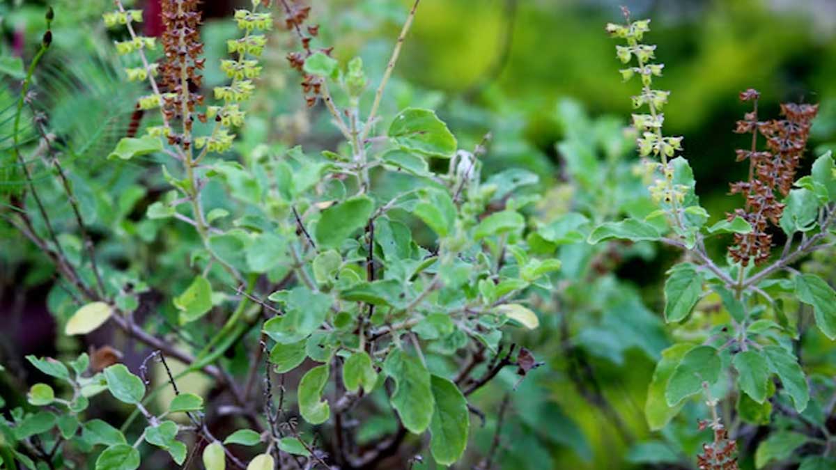 How to make tulsi plant green
