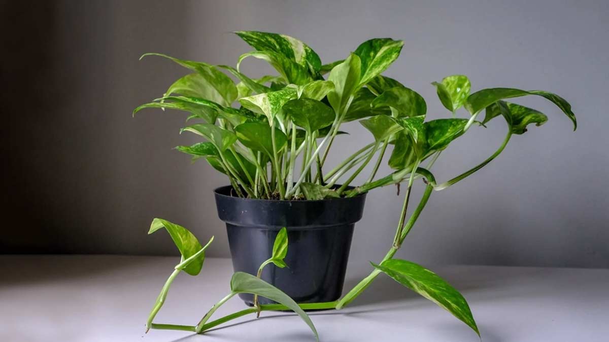 Have the leaves of the money plant started burning