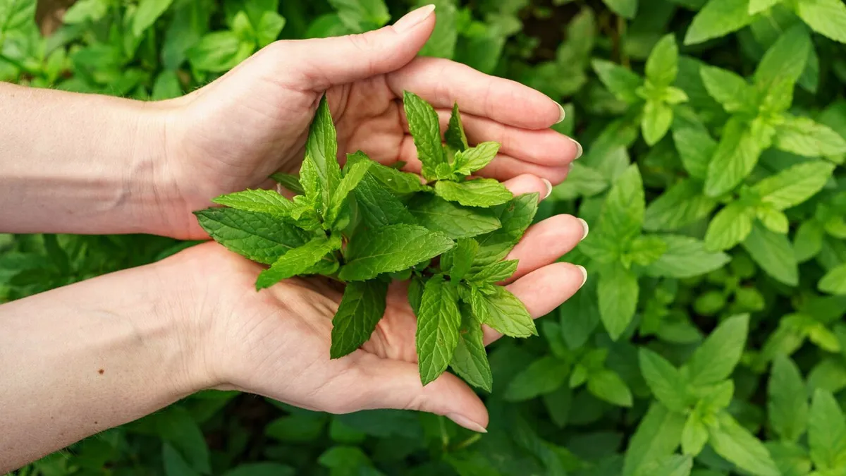 herbs that balance hormones in females