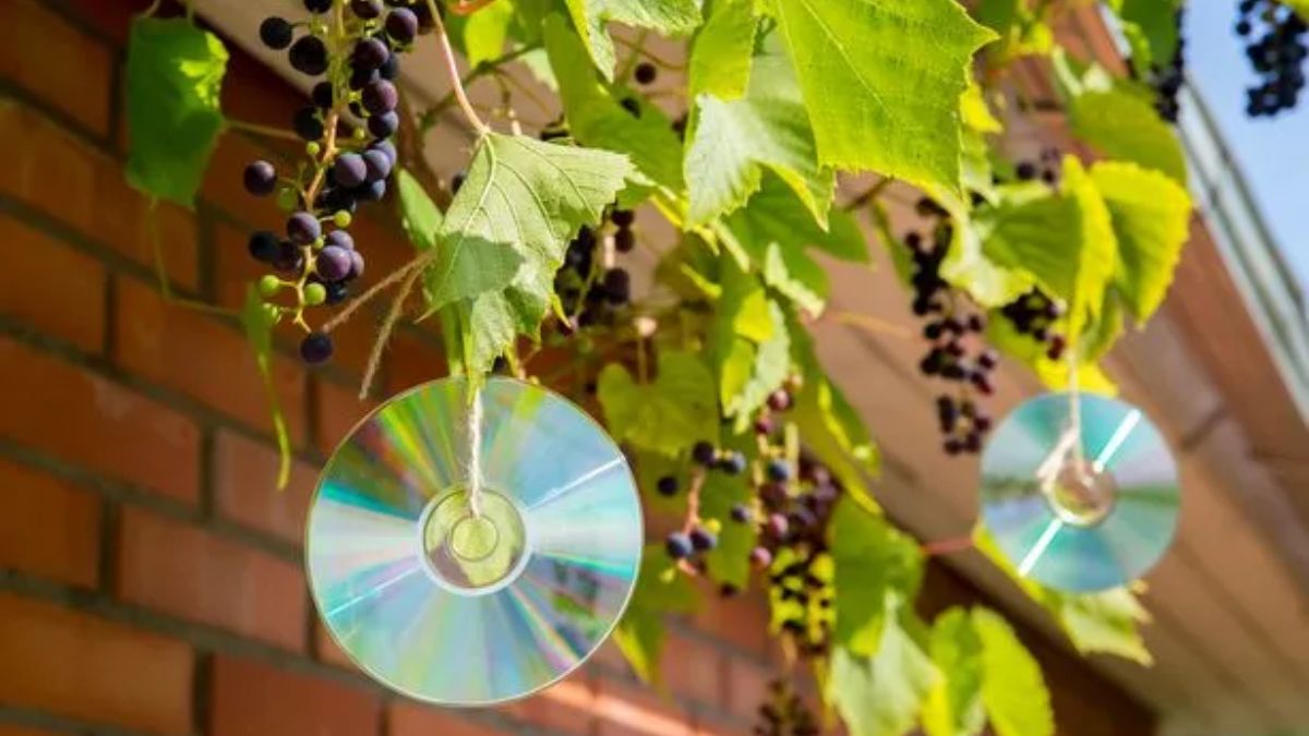 What is required for viral hack