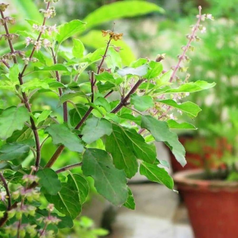 tulsi