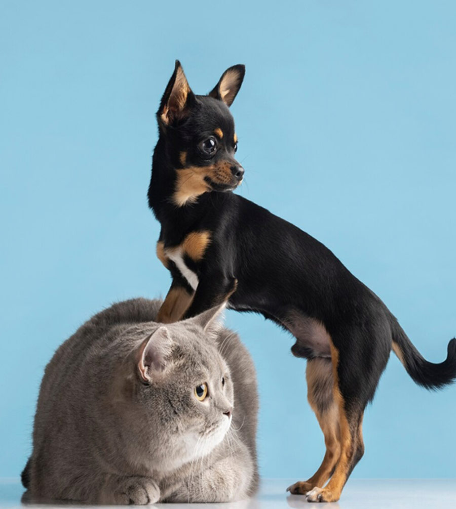 Which animals are allowed to be kept as pets