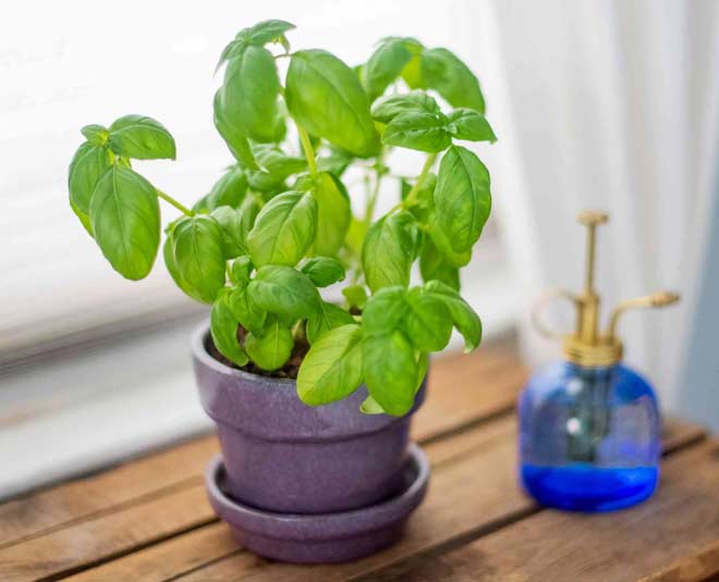about-sweet-basil-plant-and-how-to-grow