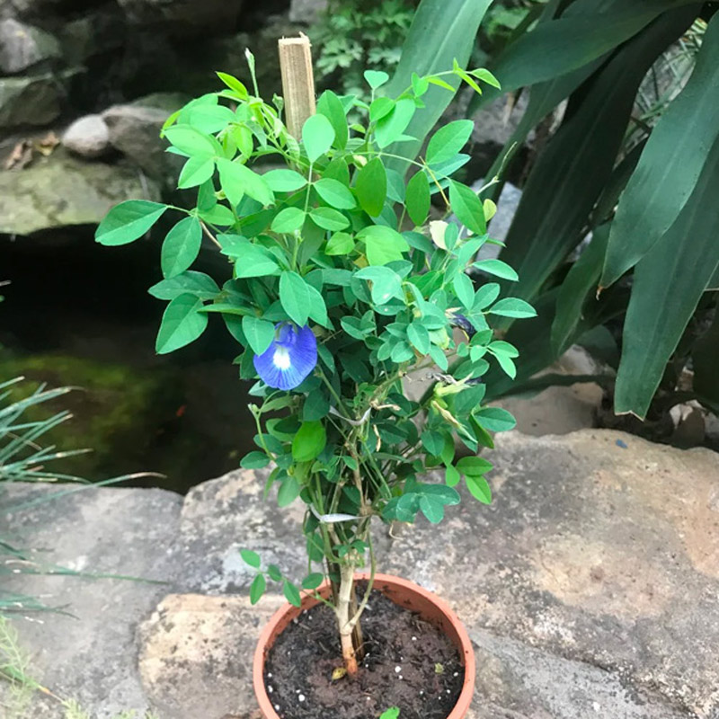 best size of aprajita plant