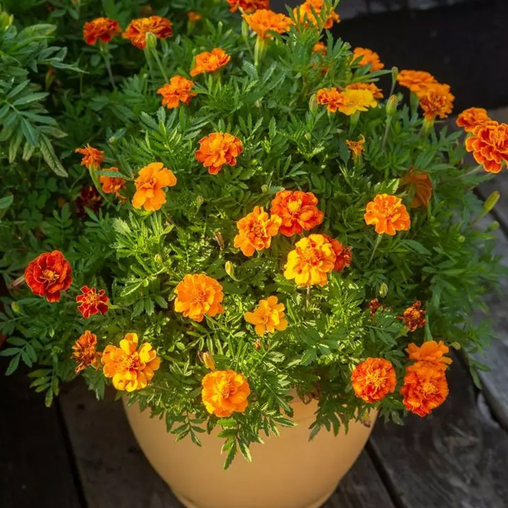 mosquito repellent plants for home