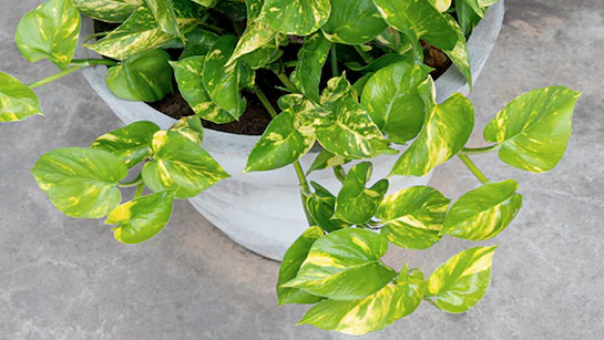 3bfgvn0g_money-plant-vastu-shastra_625x300_23_August_22