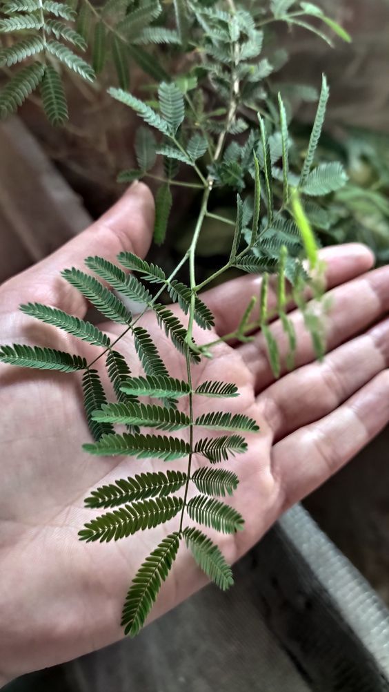 Leaves of the shami plant used for medicinal purposes_0_1200