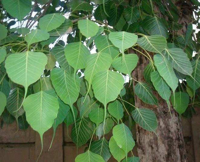 Vastu tips for peepal plant