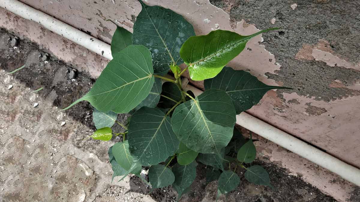 mistakes to avoid peepal plant removing