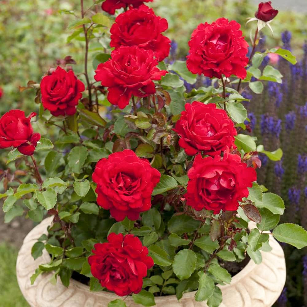 mulching rose plants