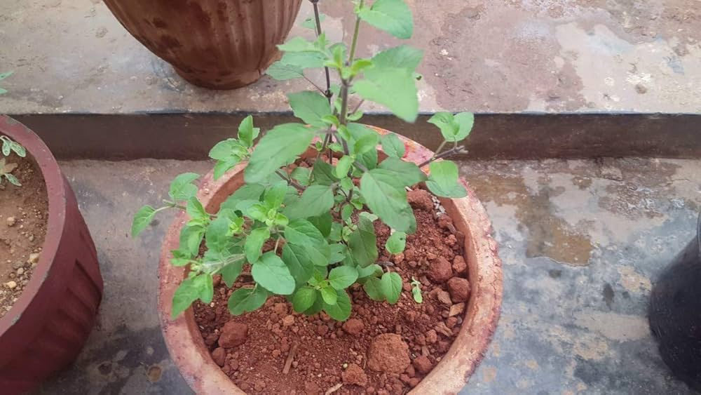 tulsi plant care
