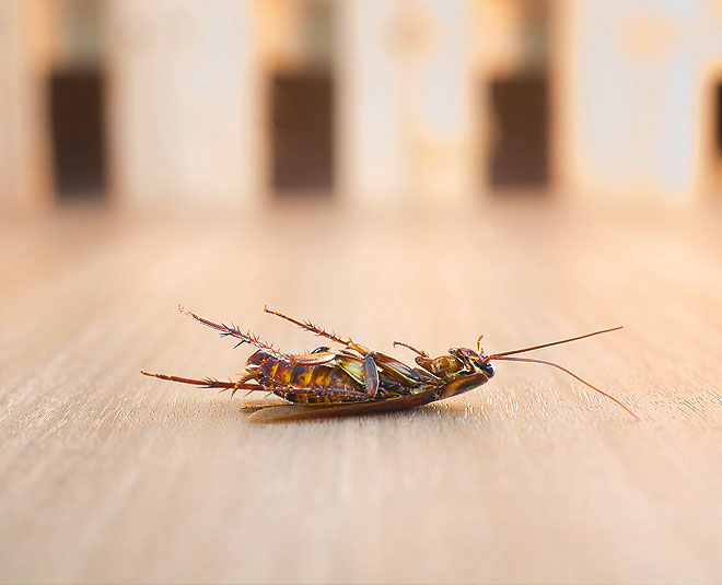 How to remove cockroach from home permanently