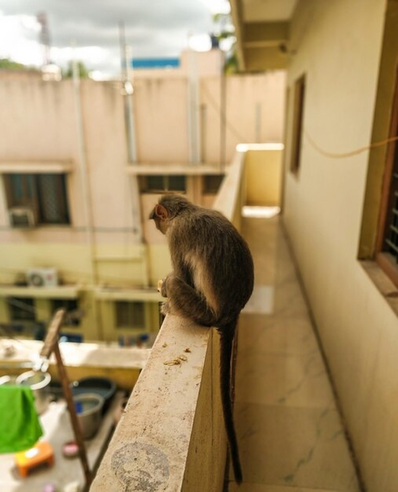 How do I stop pigeons from coming on my balcony