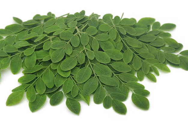 Moringa Leaves rich in calcium