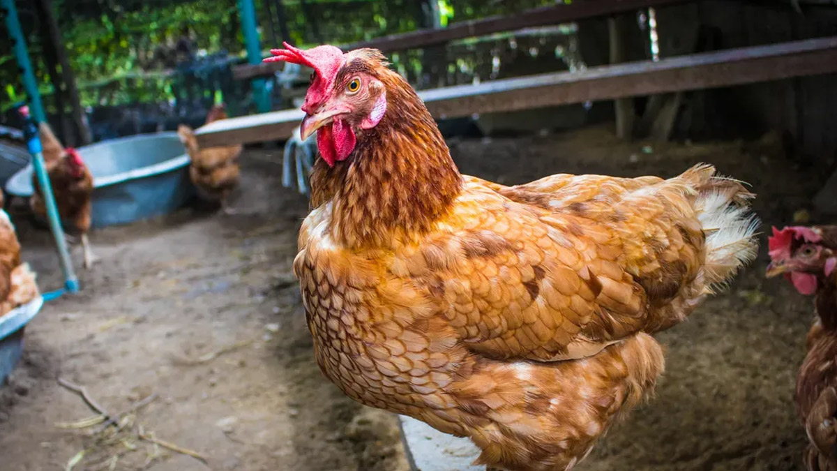 aviation bird strike testing method,