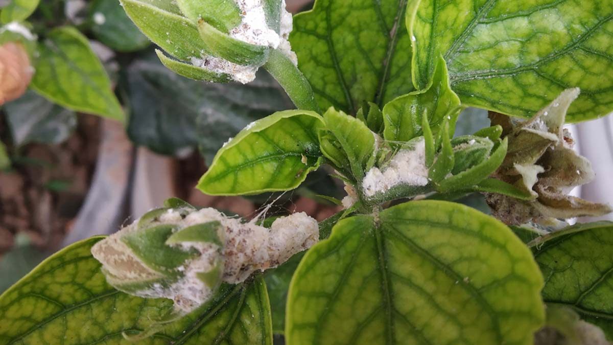 drive away with a strong stream of water