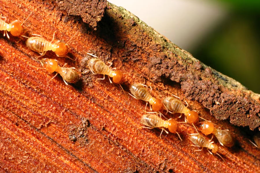 how-to-kill-termite