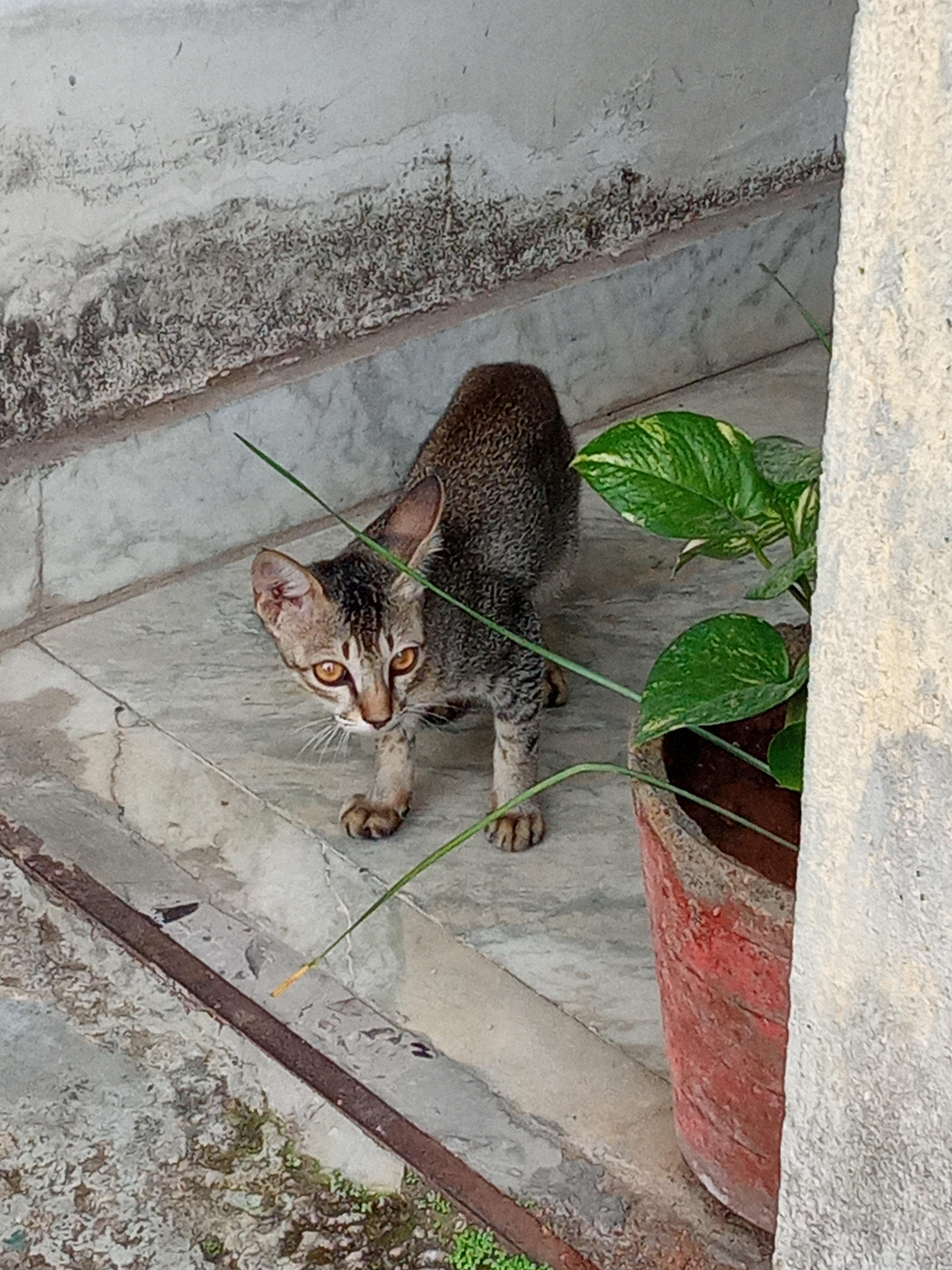 shukrvar ke din billi ka dikhna