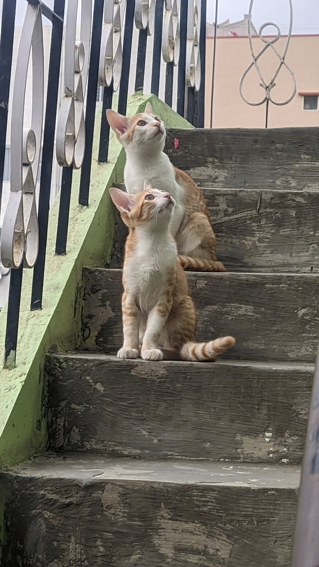 shukrvar ke din billi ka dikhna shubh ya ashubh