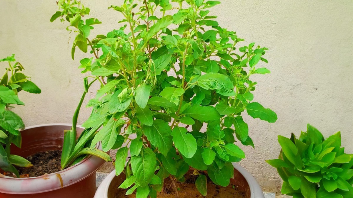 Tulsi plant