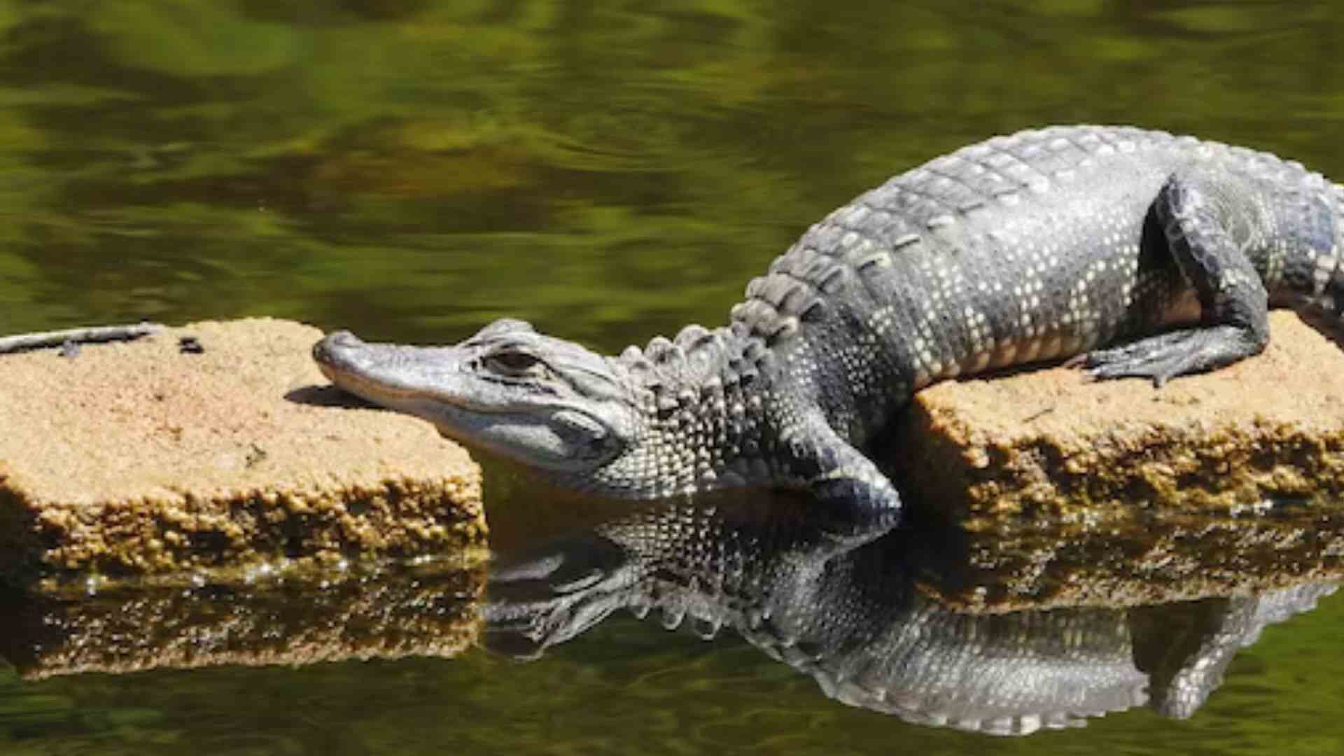 hyderabad nehru zoological park ticket price for kids and opening time1