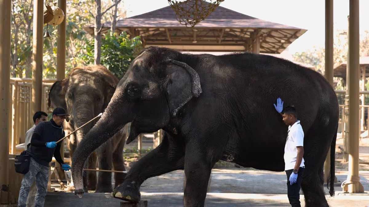 hyderabad nehru zoological park ticket price for kids and opening time2