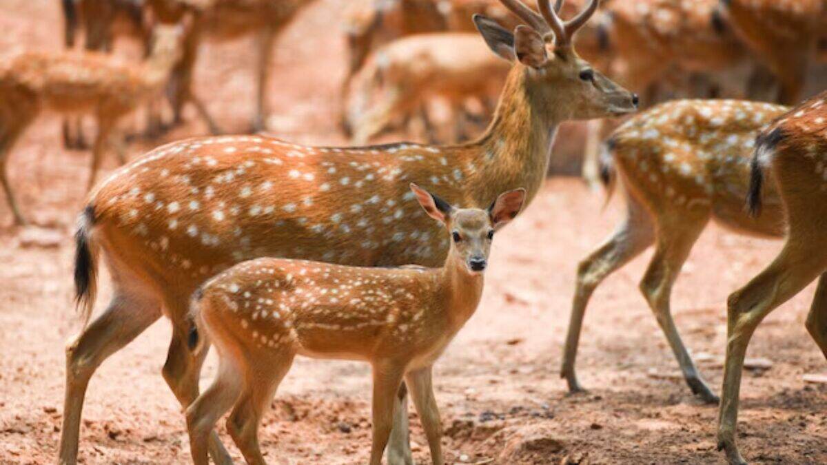 hyderabad nehru zoological park ticket price for kids and opening time3