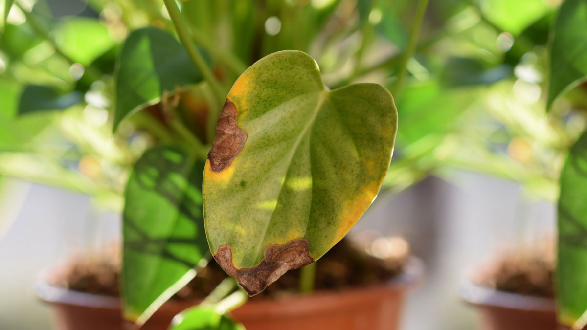 Rice water for money plant
