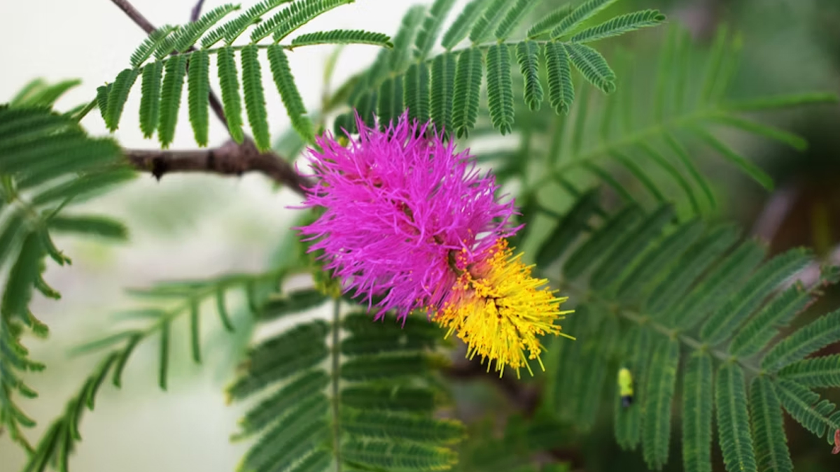 shami plant vastu for prosperity