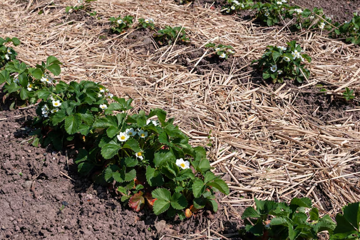 tips to mulching summer