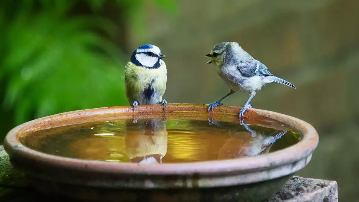 It will be useful to give water to the bird