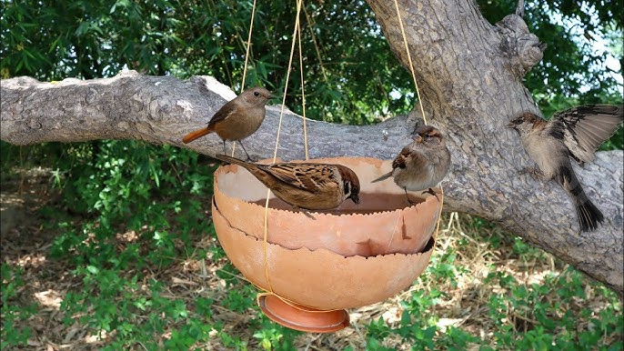 Make a Hanging Basket or Bird Feeder