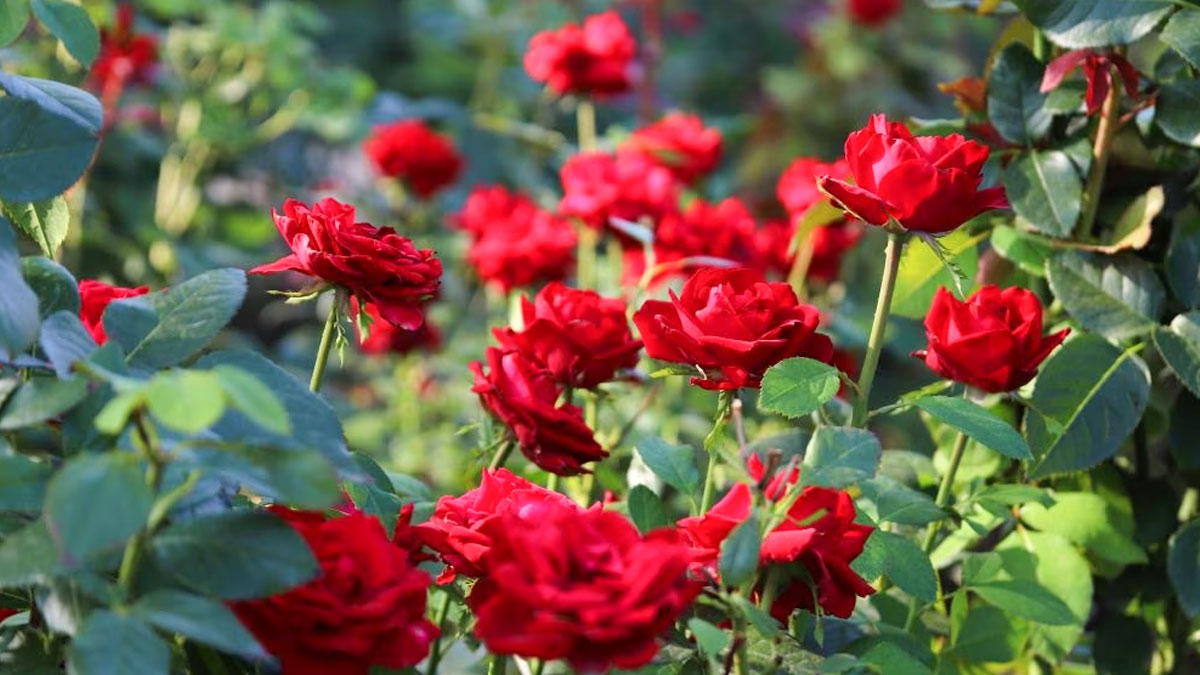 Do-mulching-with-these-things-1749648823761