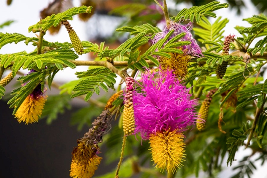 What is needed for Shami plant