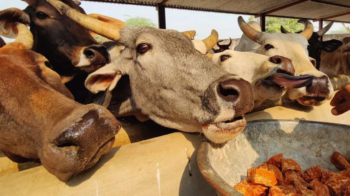 benefits of feeding dal to cow on thursday