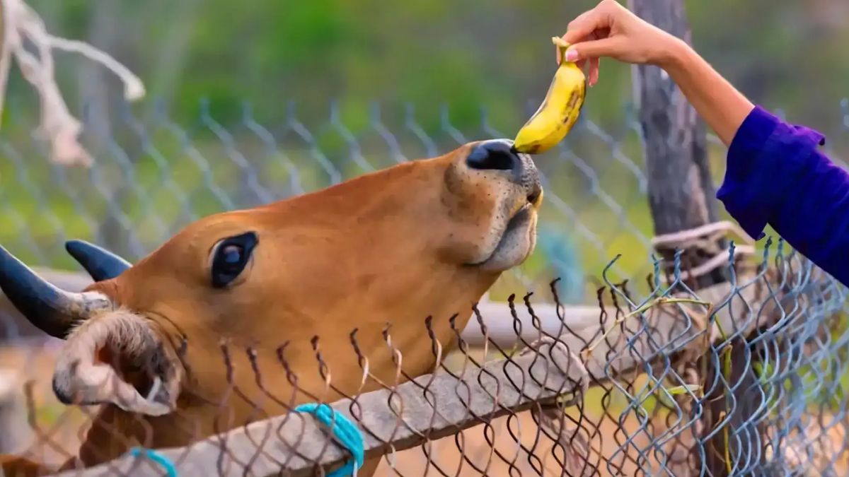 benefits of feeding gud to cow on thursday