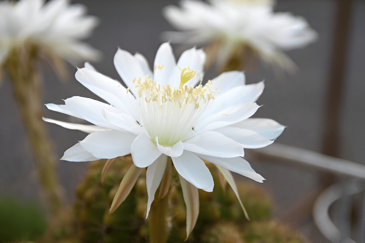 moulsiri flower astro benefits