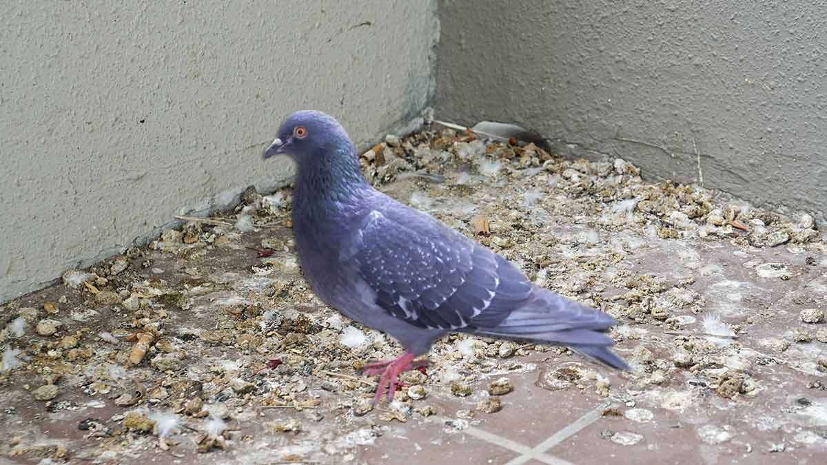 How to keep pigeons away from balcony