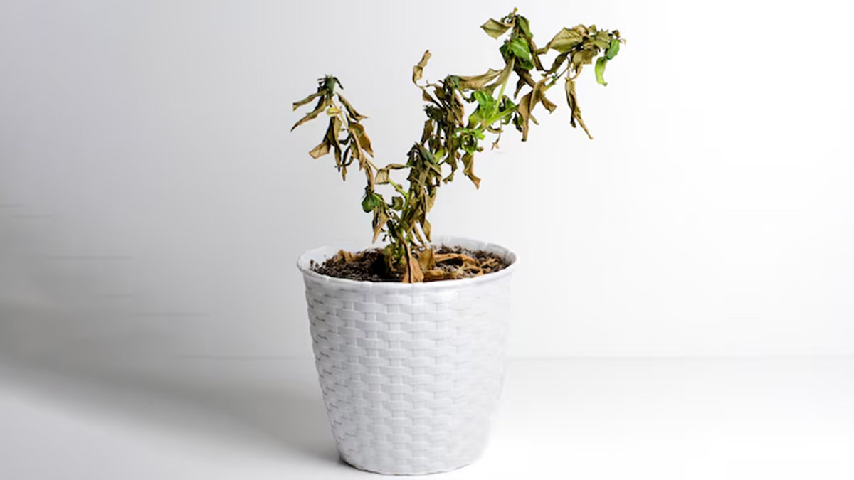 This solution will revive the plant