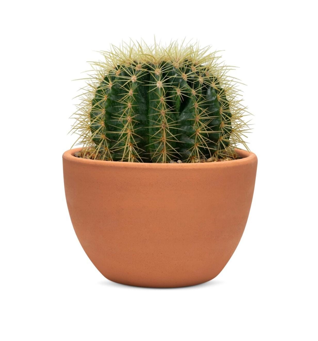 burning sensation in rectum