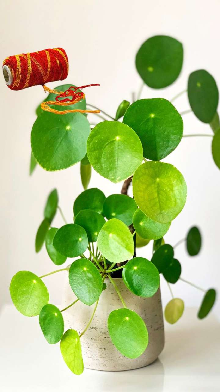 tie-kalava-1736510565