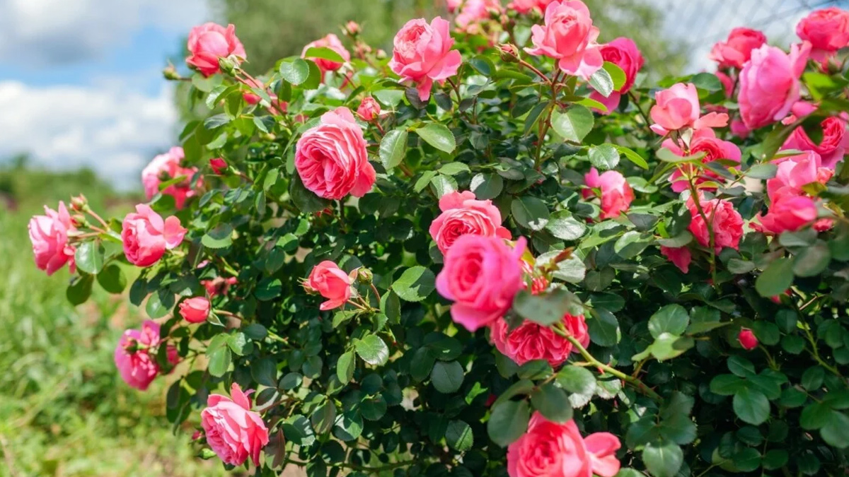 How to Add Epsom Salt to Plants for Flowering