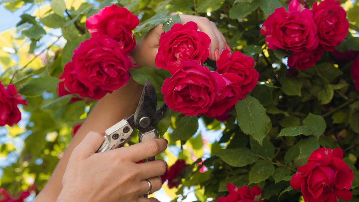 rose plant care
