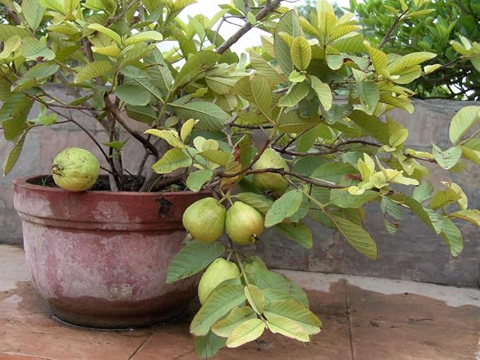 How to get more fruit from guava tree