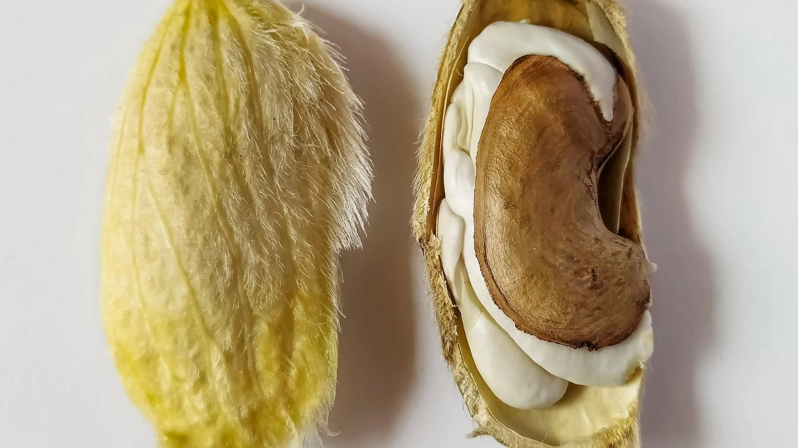 Is The Seed Of A Mango Poisonous