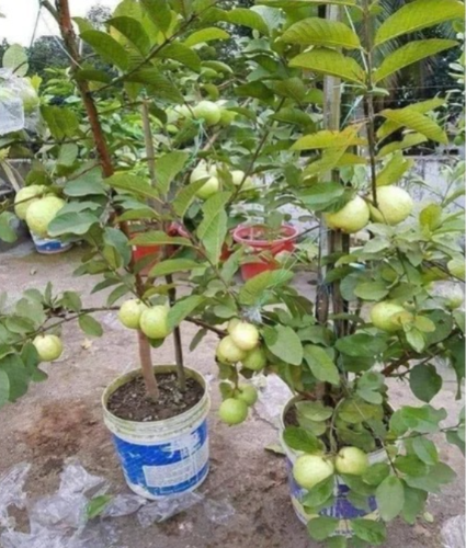 guava plant care tips